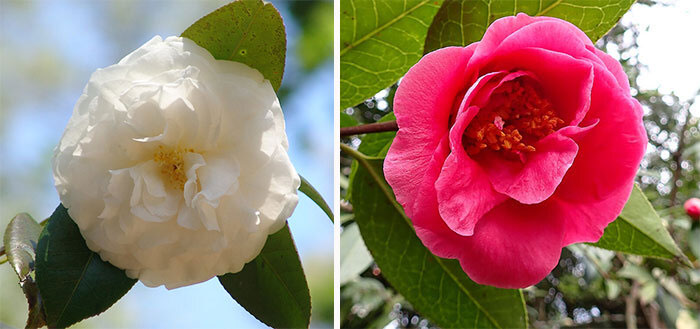 Two lush camellia flowers, White by the Gate with white petals and Captain Rawes with bright pink petals, on green leaves. Two lush camellia flowers, White by the Gate with white petals and Captain Rawes with bright pink petals, on green leaves.