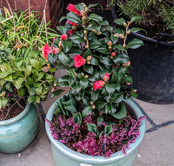 Chameleon flower plant in a pot with green leaves and red blooms, illustrating beginner's guide to growing lush camellias. Chameleon flower plant in a pot with green leaves and red blooms, illustrating beginner's guide to growing lush camellias.