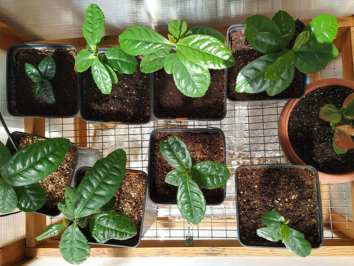 Young camellia plants growing in pots with rich soil, demonstrating care tips for lush camellias at home. Young camellia plants growing in pots with rich soil, demonstrating care tips for lush camellias at home.