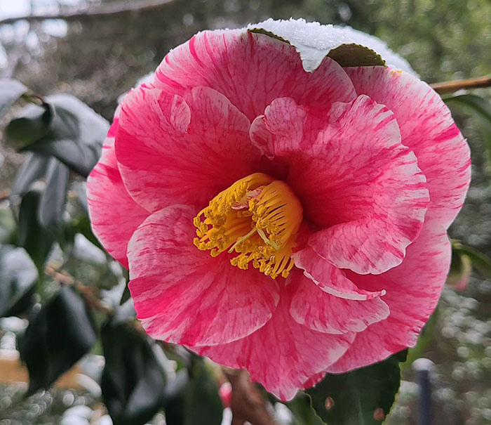 Pink winter camellia flower blooming with snow on petals and green leaves in the background for growing lush camellias. Pink winter camellia flower blooming with snow on petals and green leaves in the background for growing lush camellias.