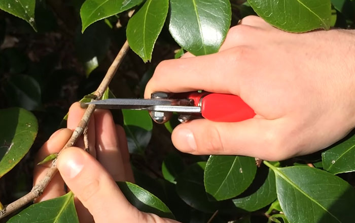 Person pruning a Camellia branch with red-handled shears, demonstrating care for growing lush Camellias at home. Person pruning a Camellia branch with red-handled shears, demonstrating care for growing lush Camellias at home.