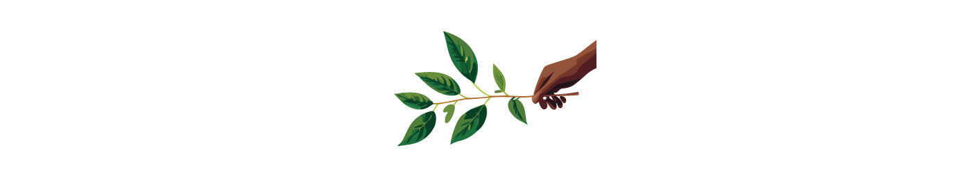 Hand holding a branch with green leaves and flower buds, illustrating growing lush camellias. Hand holding a branch with green leaves and flower buds, illustrating growing lush camellias.