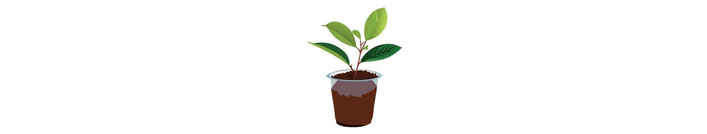 Illustration of a young camellias plant in a small pot with healthy green leaves for growing lush camellias guide. Illustration of a young camellias plant in a small pot with healthy green leaves for growing lush camellias guide.