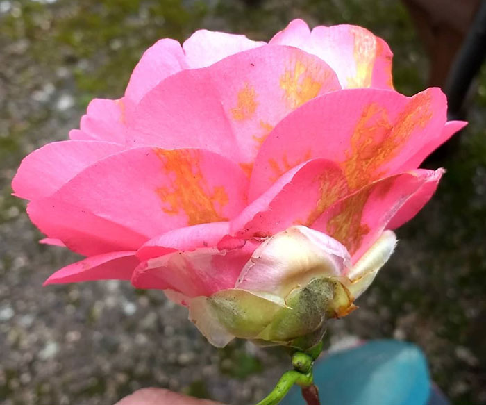 Pink camellia flower with brown spots on leaves, illustrating common issues in growing lush camellias for beginners. Pink camellia flower with brown spots on leaves, illustrating common issues in growing lush camellias for beginners.