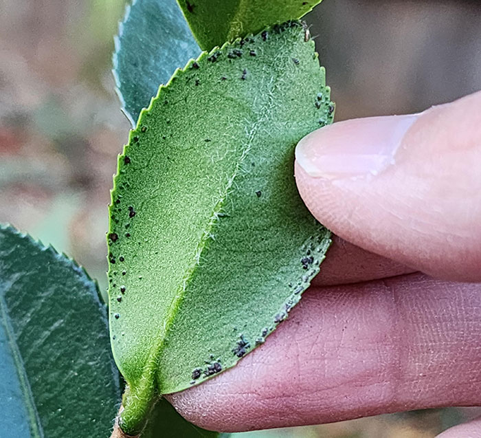 Close-up of Camellia leaves showing multiple dark spots, highlighting common issues in growing lush camellias. Close-up of Camellia leaves showing multiple dark spots, highlighting common issues in growing lush camellias.