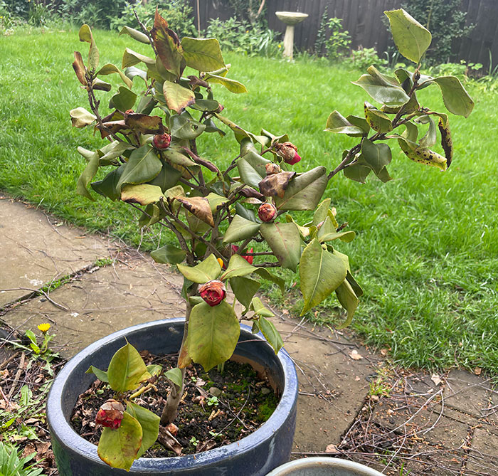 Withered Camellia plant in a pot showing damaged leaves and buds, highlighting challenges in growing lush Camellias. Withered Camellia plant in a pot showing damaged leaves and buds, highlighting challenges in growing lush Camellias.