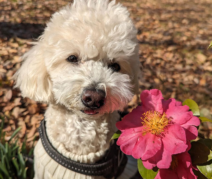 White poodle sitting next to a vibrant pink Camellia flower in a garden, showcasing lush Camellias growth. White poodle sitting next to a vibrant pink Camellia flower in a garden, showcasing lush Camellias growth.