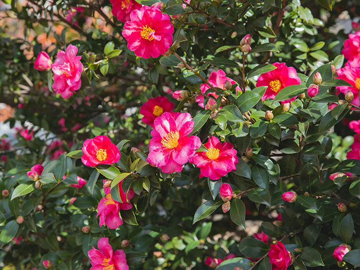 Blooming camellia bush with vibrant pink flowers and glossy green leaves, perfect for beginner’s guide to growing lush camellias. Blooming camellia bush with vibrant pink flowers and glossy green leaves, perfect for beginner’s guide to growing lush camellias.