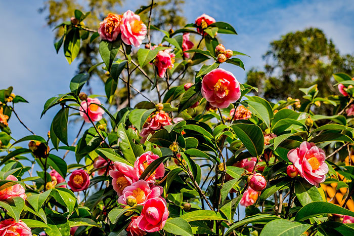 Camellia flower bush with vibrant pink blooms and glossy green leaves growing outdoors in bright daylight. Camellia flower bush with vibrant pink blooms and glossy green leaves growing outdoors in bright daylight.