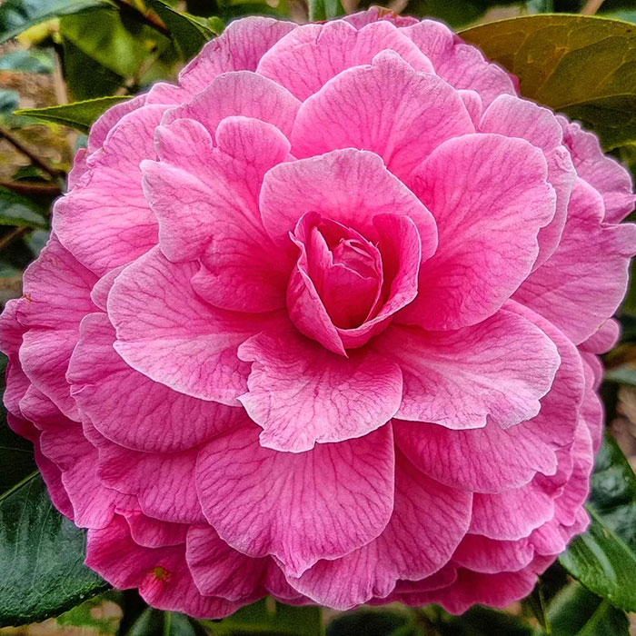 Pink Reticulata Camellia flower blossom showcasing lush camellias with detailed petals and vibrant greenery background Pink Reticulata Camellia flower blossom showcasing lush camellias with detailed petals and vibrant greenery background
