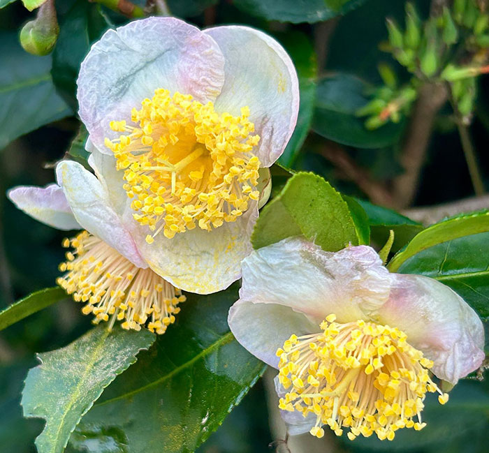 Close-up of white Tea Plant Camellia flowers showcasing lush petals and vibrant yellow stamens for growing camellias. Close-up of white Tea Plant Camellia flowers showcasing lush petals and vibrant yellow stamens for growing camellias.