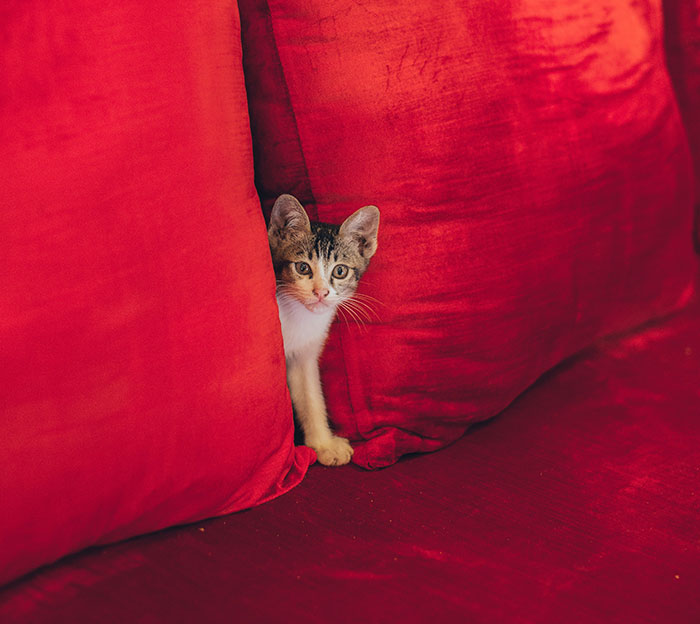Cat peeking between red cushions, illustrating how cats see color and perceive their surroundings.