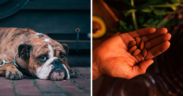 Can Dogs Eat Almonds? Everything You Need to Know