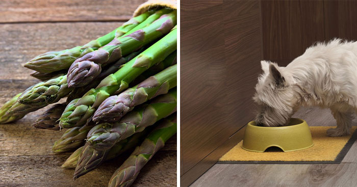 Can Dogs Eat Asparagus? Risks and Benefits Feeding Your Dog