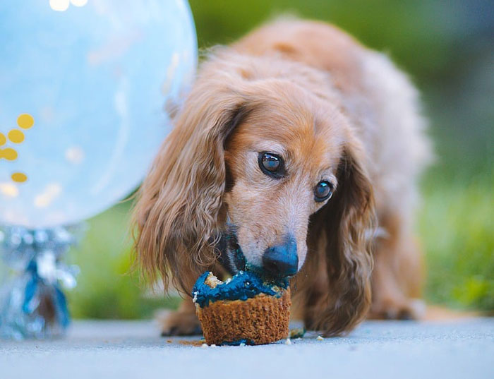 Dog eating a blueberry muffin next to a balloon.