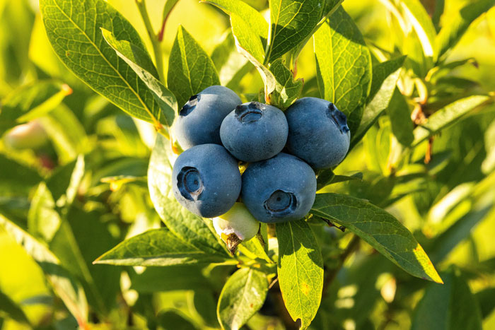 Blueberries on a bush with green leaves, highlighting their potential benefits for dogs.