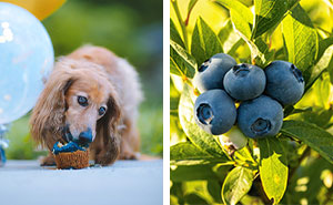 Can Dogs Eat Blueberries? Everything You Need to Know