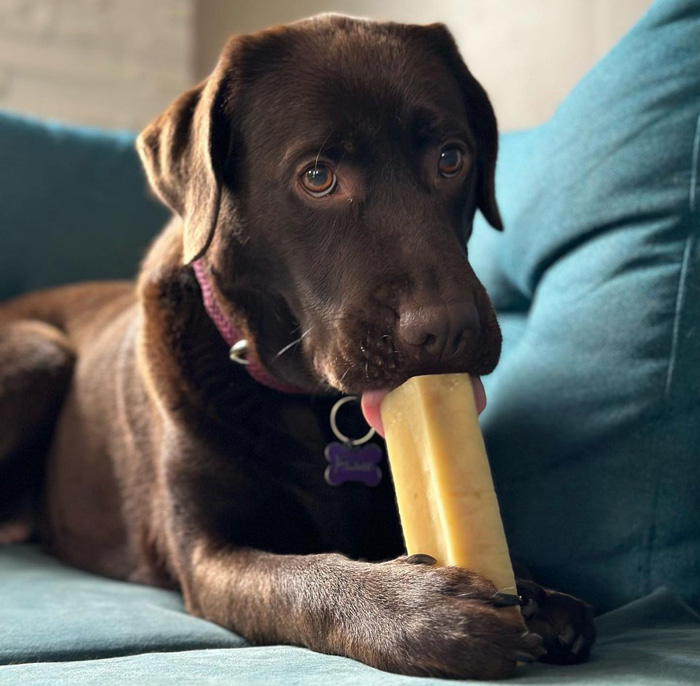 Brown dog on a couch, licking a cheese block, illustrating if dogs can eat cheese safely.