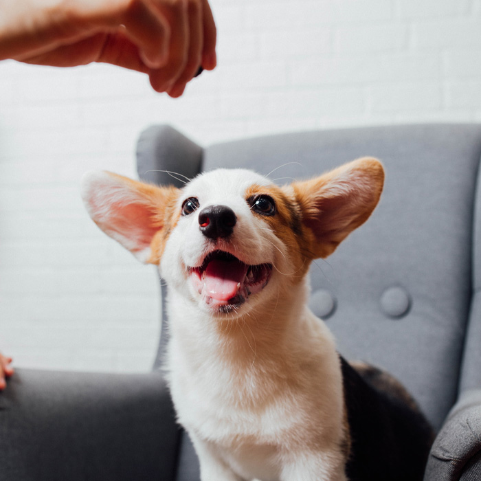 Happy dog looking up, mouth open, with a hand reaching down, in a cozy home setting. Happy dog looking up, mouth open, with a hand reaching down, in a cozy home setting.