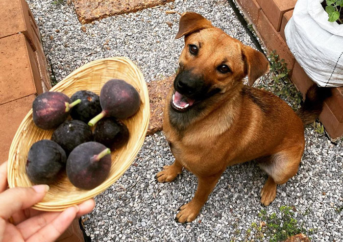 Dog sitting outside next to a basket of figs, exploring if dogs can eat figs safely.