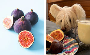 Can Dogs Eat Figs? The Truth About Dogs and Figs – Expert Analysis