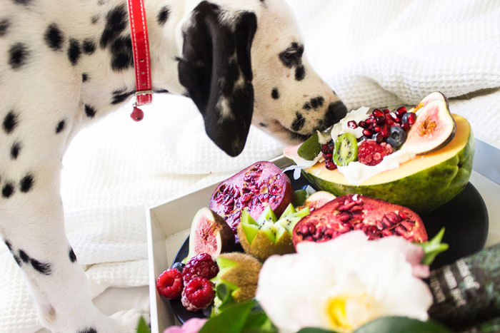 Dalmatian sniffing a tray of mango slices and assorted fruits, exploring if mango is good for dogs.