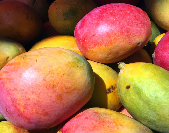 Ripe mangoes in a close-up view, colorful and fresh.