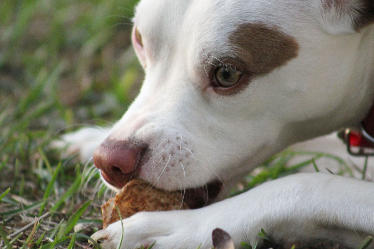 Dog nibbling a mushroom on grass, highlighting concerns of mushroom toxicity for dogs.