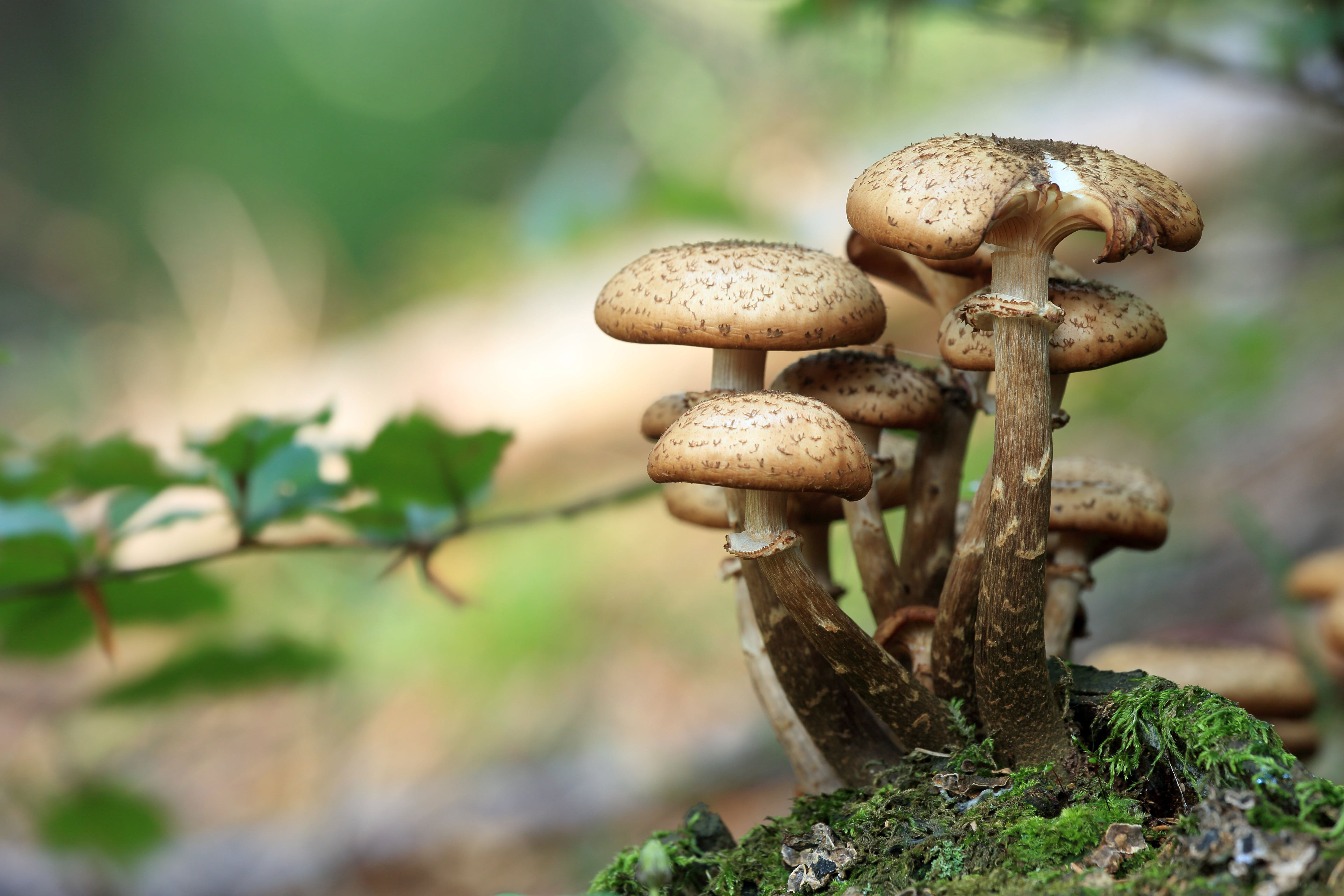 Cluster of wild mushrooms on a forest floor, highlighting mushroom toxicity in dogs.