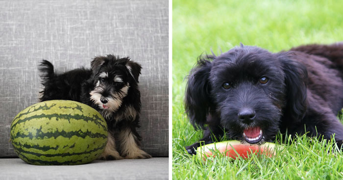 Can Dogs Eat Watermelon?