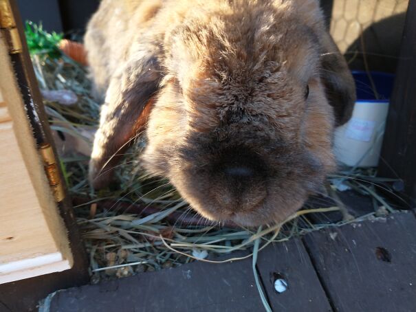 Candy (Candice) My Little Goblin