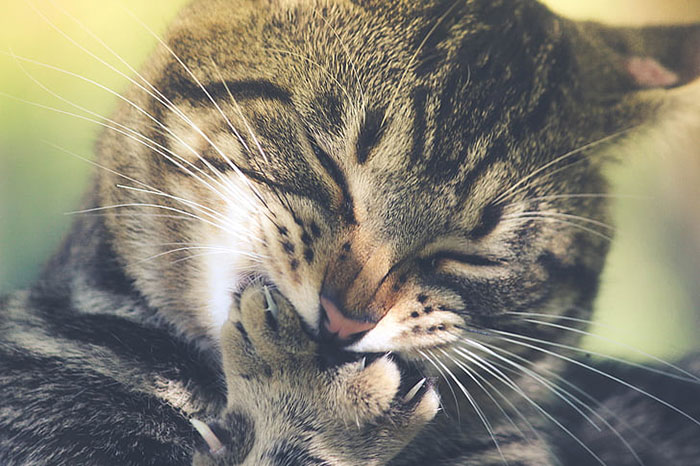 Cat biting nails, engaging in common grooming behavior with sunlight in the background.