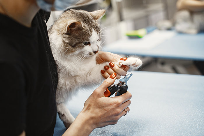 Cat receiving a nail trim from a person in a veterinary setting to address nail biting behaviors.
