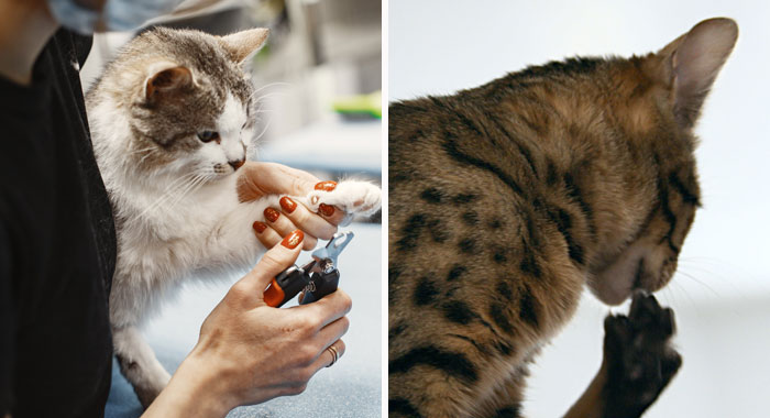 Cat Nail Biting: Common Behaviors and Vet-Approved Tips