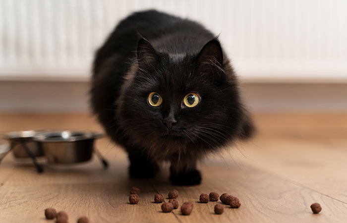 Black cat near scattered kibble, with metal food bowl in background, illustrating cats trying to bury their food.