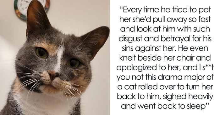 Guy Has To Endure Cat’s Pettiness When He Doesn’t Visit GF For A Month, Netizens Love It