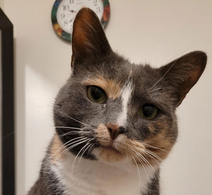 Guy Has To Endure Cat&rsquo;s Pettiness When He Doesn&rsquo;t Visit GF For A Month, Netizens Love It