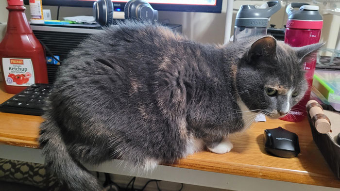 Guy Has To Endure Cat&rsquo;s Pettiness When He Doesn&rsquo;t Visit GF For A Month, Netizens Love It