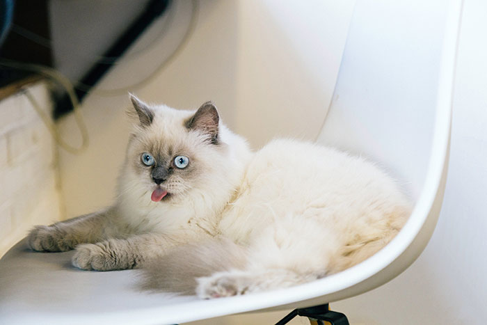 Fluffy cat with blue eyes sticking out its tongue while lounging on a chair. Fluffy cat with blue eyes sticking out its tongue while lounging on a chair.
