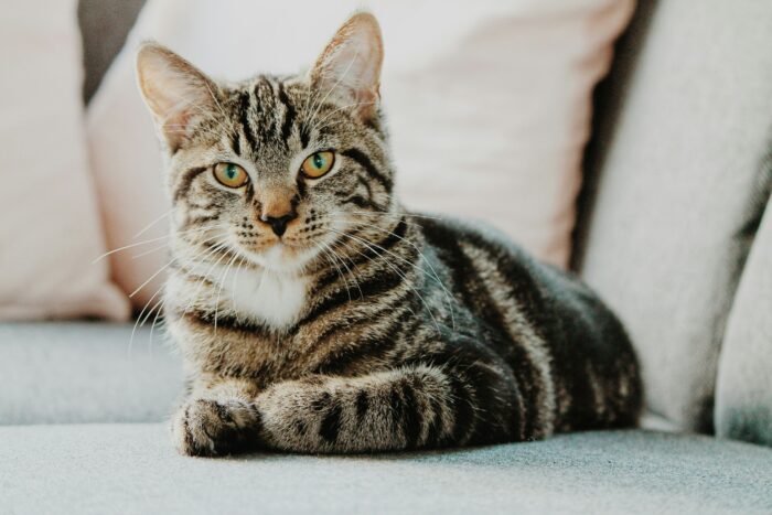 Tabby cat with warm ears sitting on a couch, relating to pet health and ear infections.