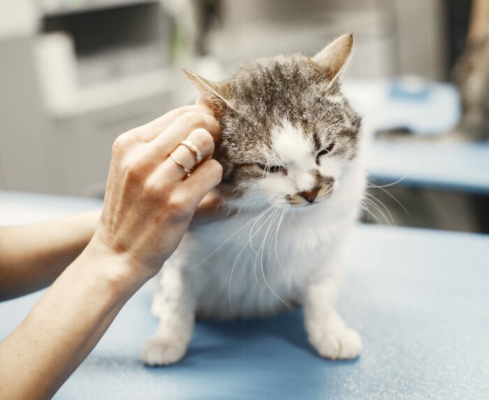 Person examining a cat's ears at a veterinary clinic, focusing on pet health and ear infection care.