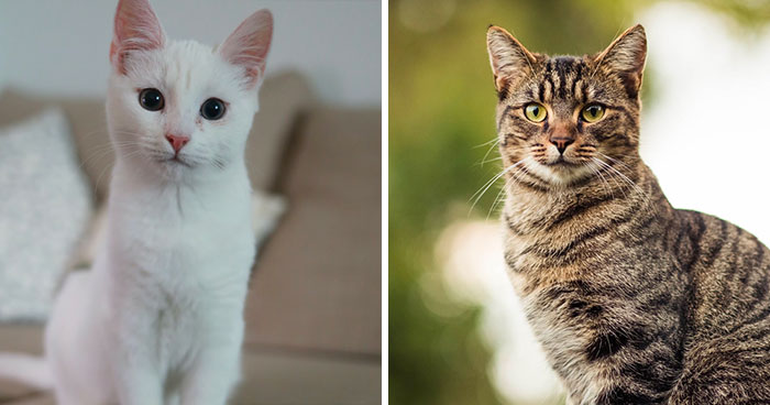 Cat’s Ears Are Hot: A Guide to Ear Infections and Pet Health