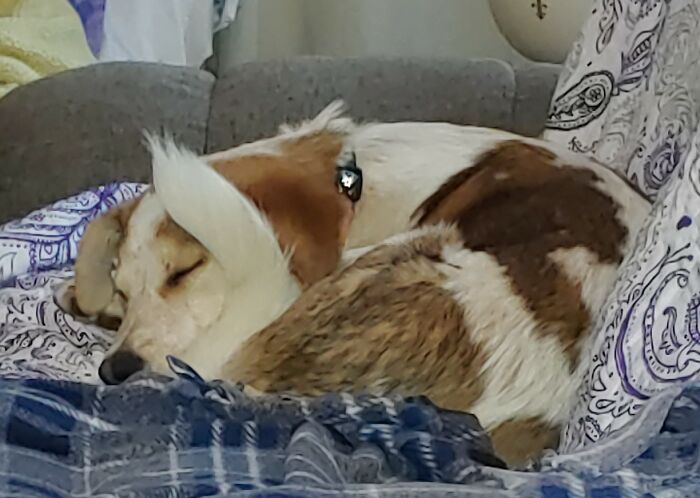 Cecil, Our Rescue, After He Was Here Long Enough That He Knew He Was In His Forever Home