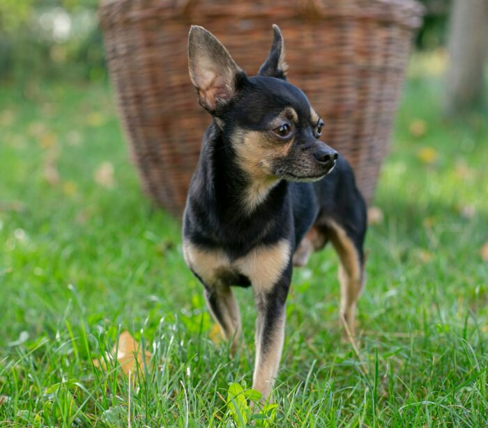 Chihuahua standing on grass, showcasing typical alert demeanor and distinct features of the breed.