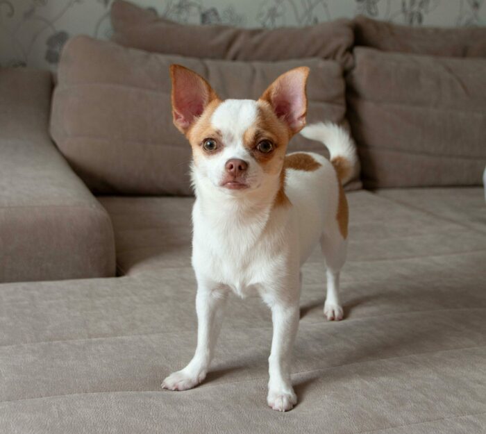 Chihuahua standing on a beige couch, showcasing the dog breed's small size and alert temperament.