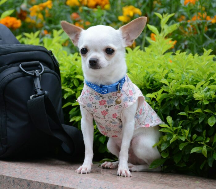 Chihuahua in a floral outfit sitting by a camera bag in a garden, showcasing its temperament and style.