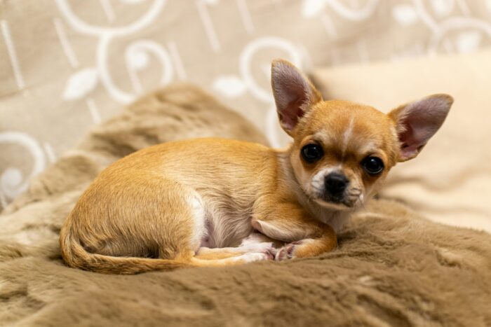 Cute Chihuahua dog resting on a cozy blanket, showcasing its temperament and care needs.