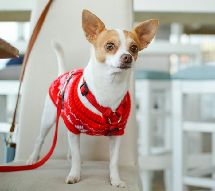Chihuahua in a stylish red sweater, standing on a chair, showcasing the dog breed's temperament and care needs.