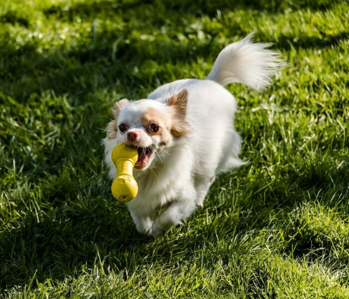 Chihuahua dog running on grass with a yellow toy in its mouth.