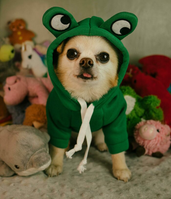 Chihuahua in a green frog hoodie surrounded by plush toys, showcasing the breed's playful temperament.